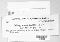 Melogramma vagans image